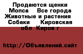 Продаются щенки Мопса. - Все города Животные и растения » Собаки   . Кировская обл.,Киров г.